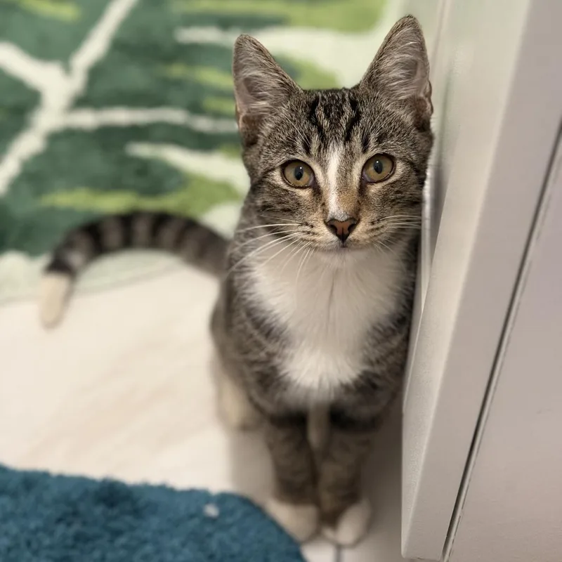 A baby small-sized male Brown / Chocolate Domestic Short Hair cat named Newton for adoption in Ponte Vedra Beach, FL