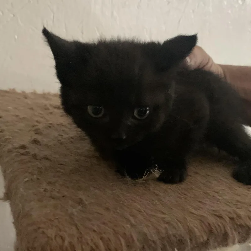 A baby small-sized female Black Domestic Short Hair cat named Ash Estep for adoption in Woodstock, VA