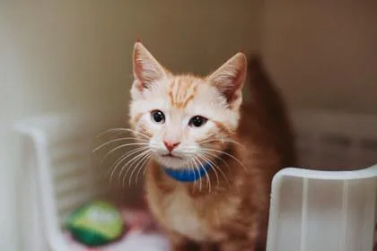 An adult small-sized male Domestic Short Hair cat named A Cusko Petsmart Mt for adoption in North Charleston, SC