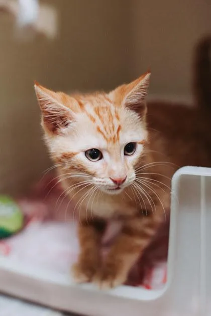 A Cusko Petsmart Mt thumbnail 2