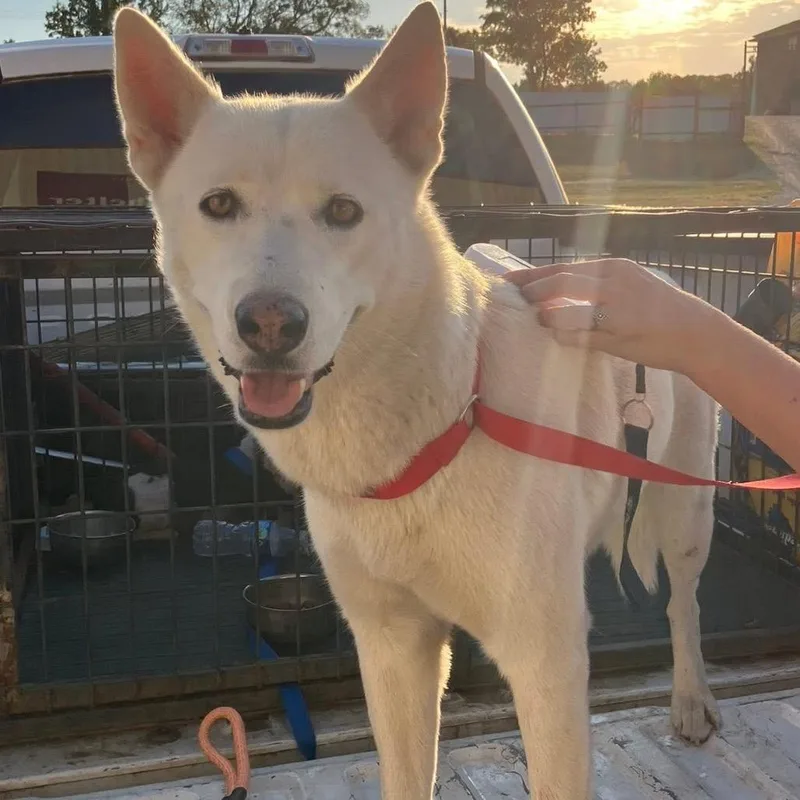 An adult medium-sized female White / Cream Shepherd dog named Spirit for adoption in Madill, OK