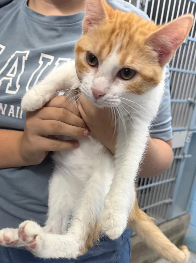 A baby small-sized male Domestic Medium Hair cat named Stg Sonny for adoption in Greencastle, IN