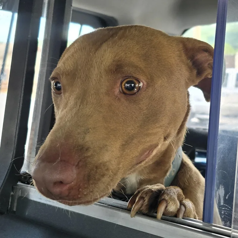 An adult medium-sized male Apricot / Beige American Staffordshire Terrier dog named Dude for adoption in Mountain City, TN