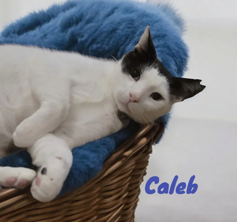 Caleb thumbnail 2