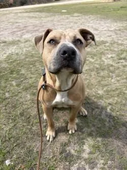 A young large-sized male Pit Bull Terrier dog named Rooster for adoption in Woodbine, GA