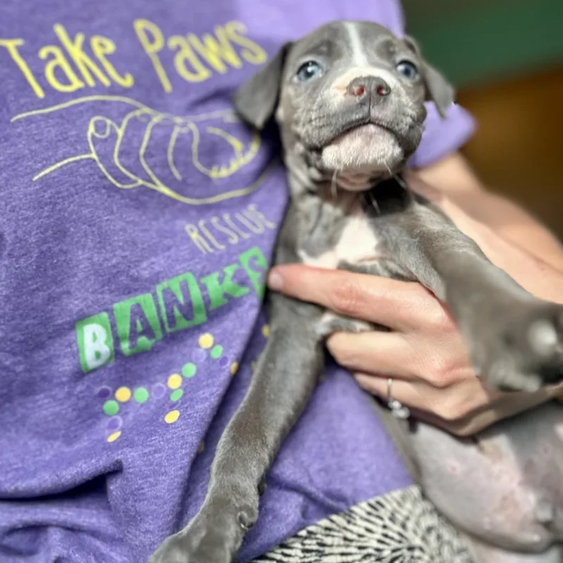 A baby medium-sized male Gray / Blue / Silver Pit Bull Terrier dog named Wolverine for adoption in New Orleans, LA