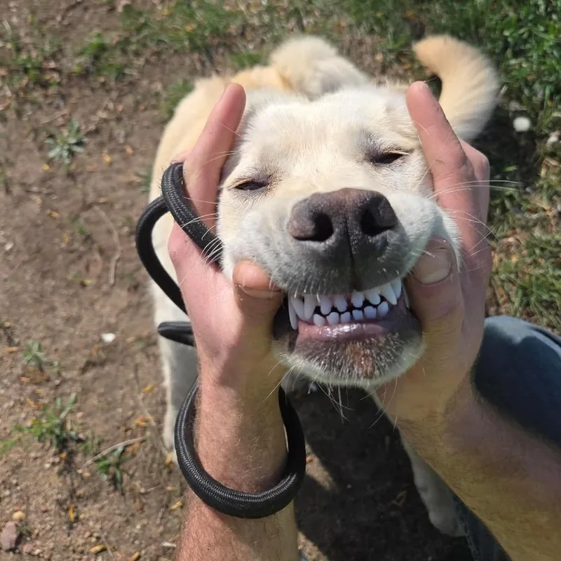 A young medium-sized male White / Cream Mixed Breed dog named Clancy for adoption in Buffalo, MN