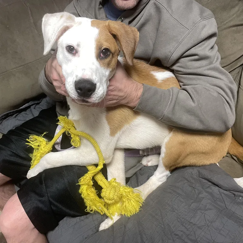 A young medium-sized female Mixed Breed dog named Shiloh for adoption in Columbia, SC