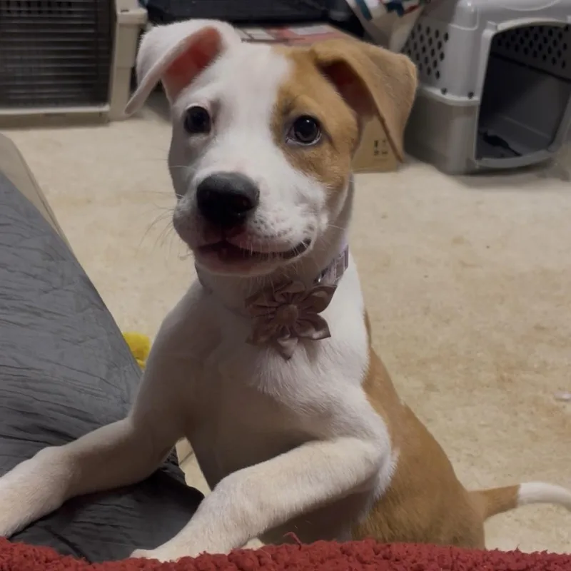 Shiloh thumbnail 3