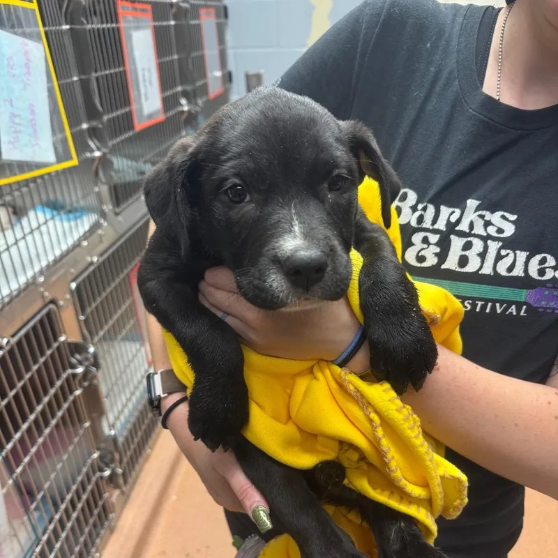 A baby small-sized female Black Mixed Breed dog named Blossom for adoption in Columbus, GA
