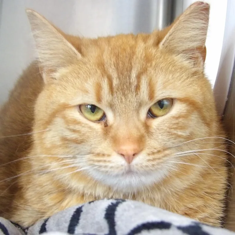An adult medium-sized female Orange / Red Domestic Short Hair cat named Lily for adoption in Newark, NJ