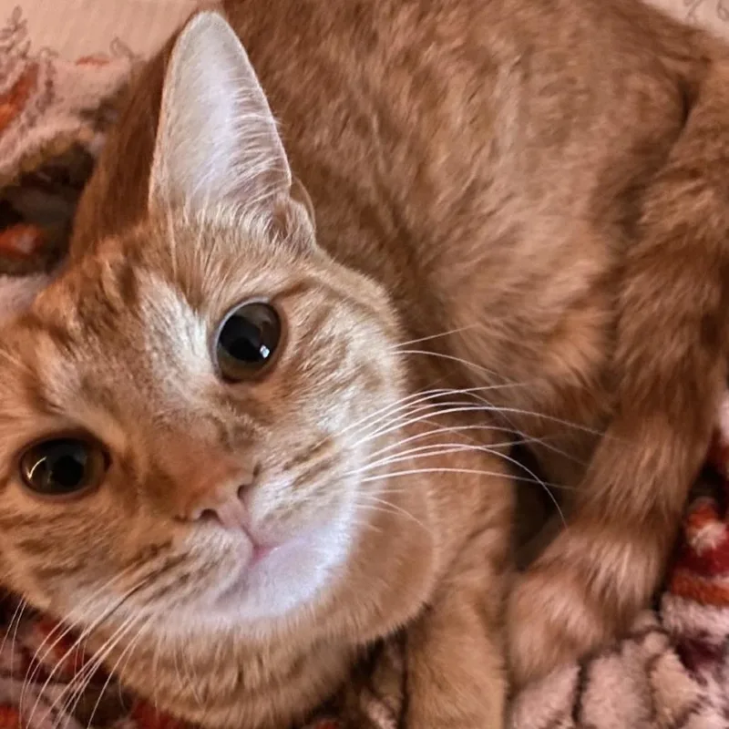 Lily thumbnail 2