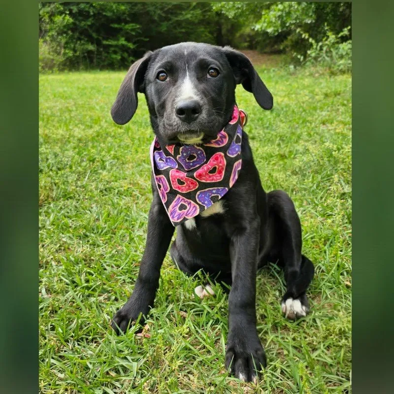 A baby medium-sized female Black Mixed Breed dog named Petunia for adoption in BONIFAY, FL