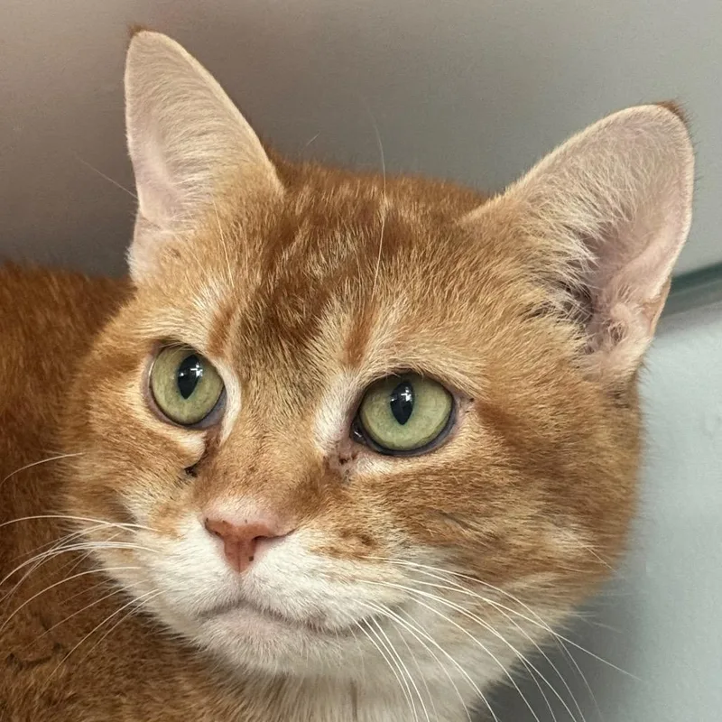A senior large-sized male Orange / Red Domestic Short Hair cat named Goldie for adoption in Fairfax Station, VA