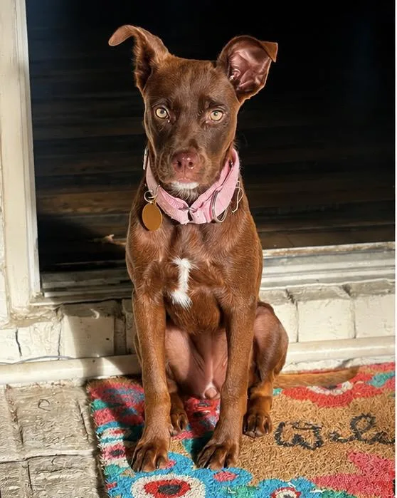 Roo