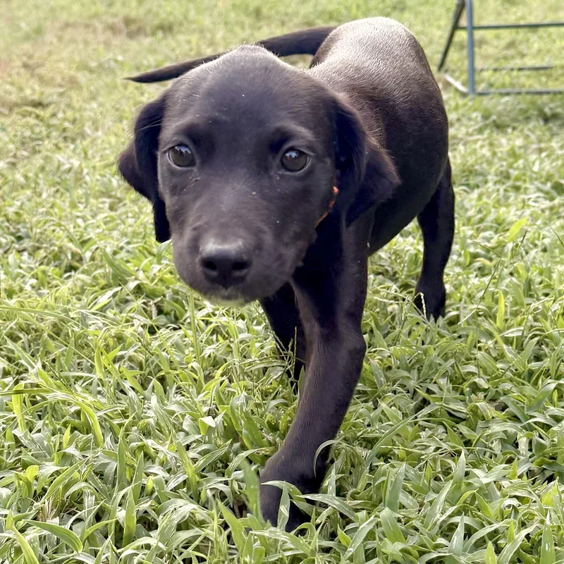 A baby medium-sized female Black Mixed Breed dog named Emma RR for adoption in South Portland, ME