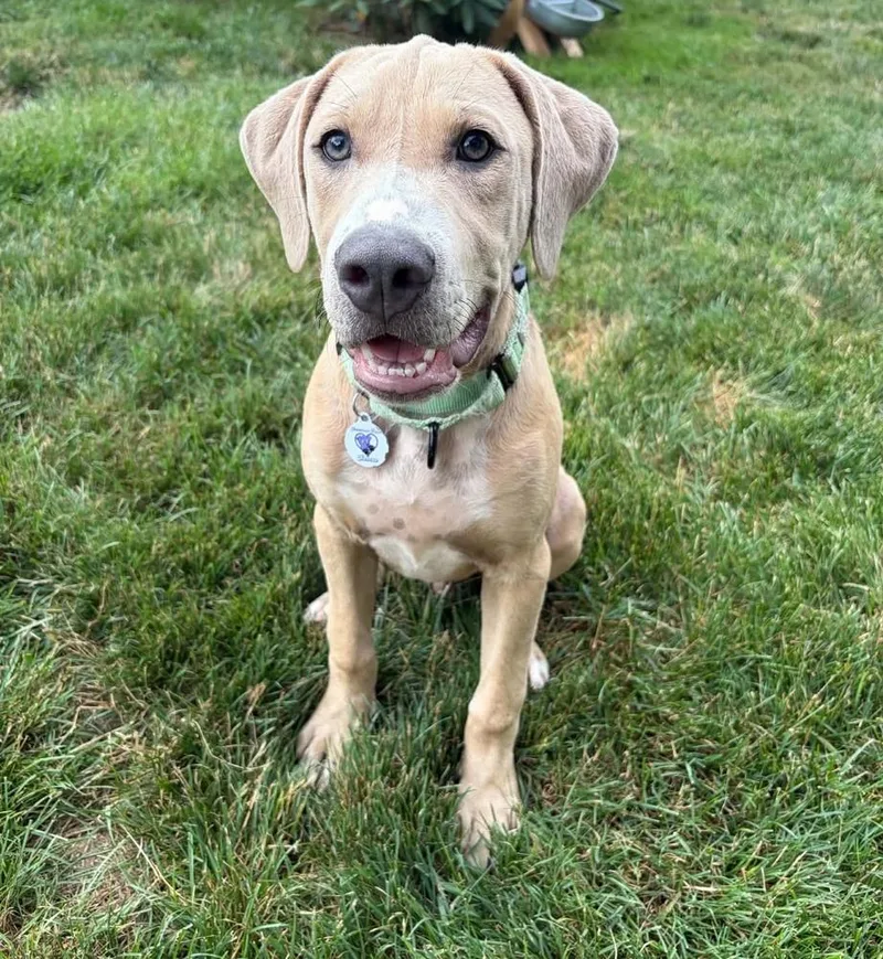 A baby large-sized male Great Dane dog named Ronaldo for adoption in Alden, NY