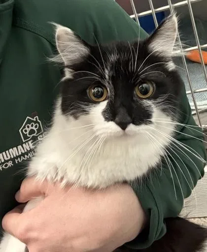 A young medium-sized female Domestic Medium Hair cat named Mimi Girl for adoption in Fishers, IN