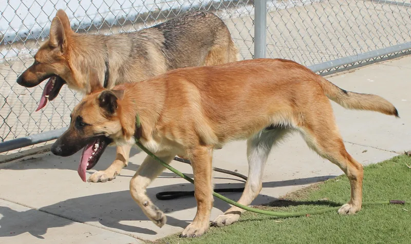 An adult large-sized female Brown / Chocolate German Shepherd Dog dog named Nikita for adoption in Wasco, CA
