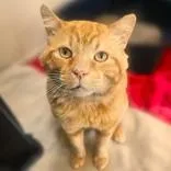 Garfield thumbnail 2