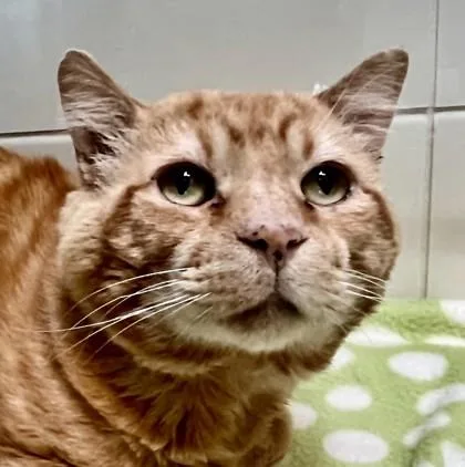 Garfield thumbnail 3