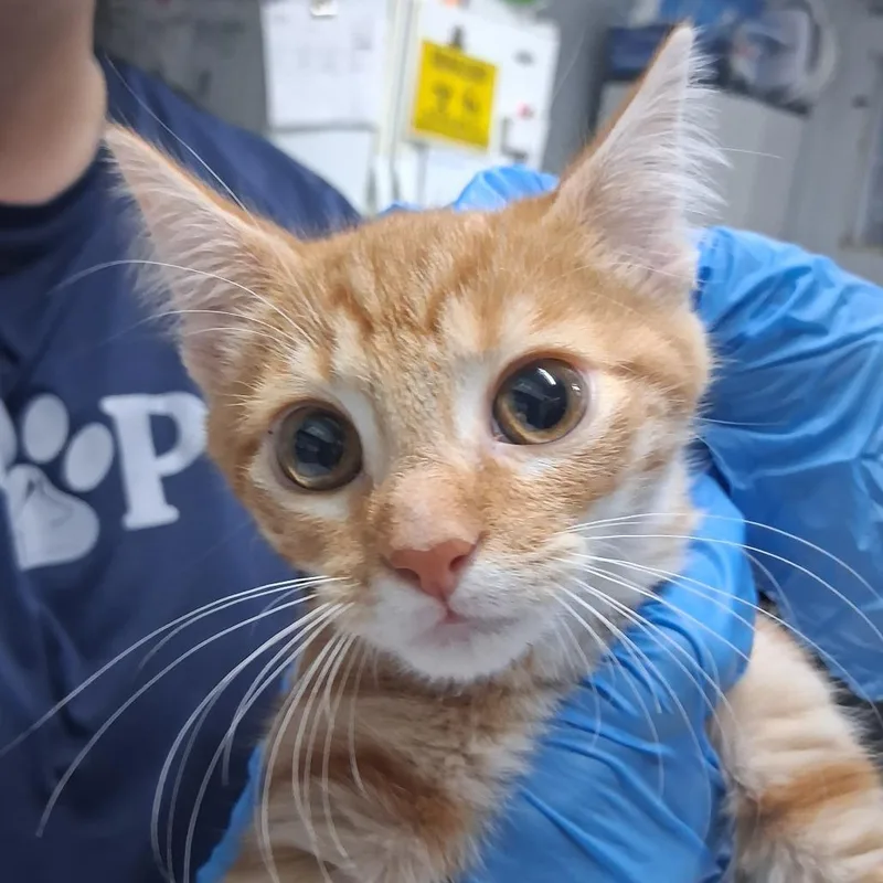 A baby small-sized male Orange / Red Domestic Short Hair cat named Parker's for adoption in Summerville, SC