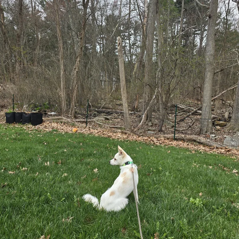 A young small-sized female White / Cream Jindo dog named Doreen for adoption in San Diego, CA