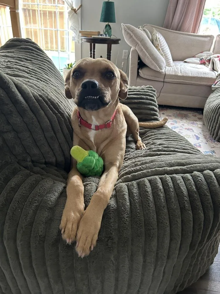 An adult medium-sized female Boxer dog named Gracey A 💜🤍 🇨🇦 for adoption in Silsbee, TX