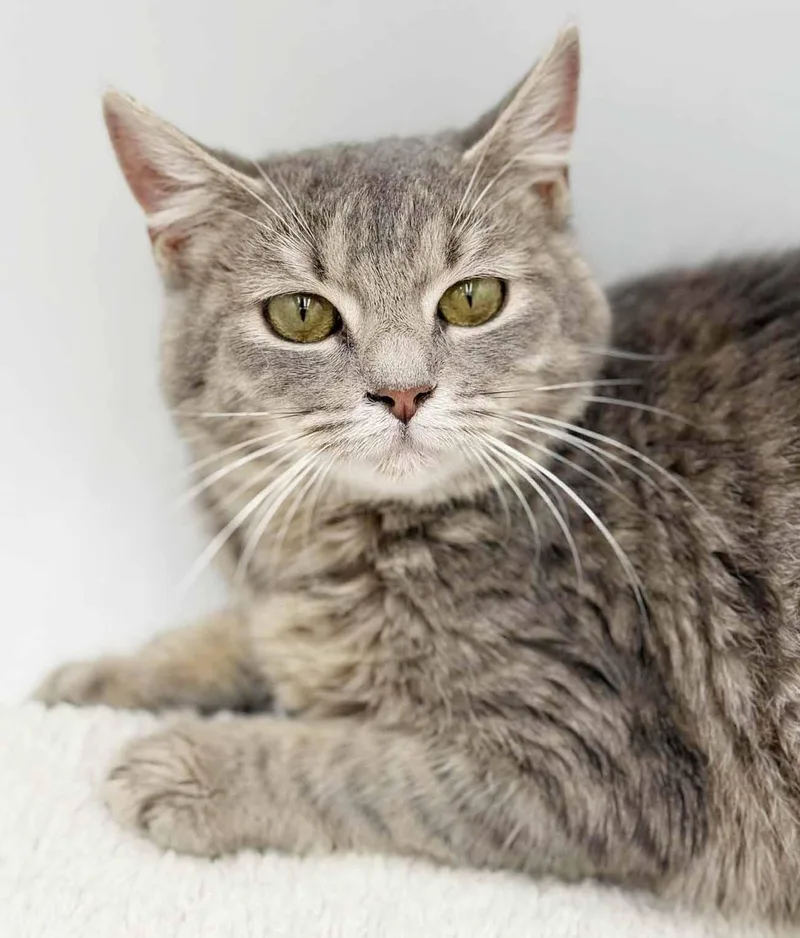 Fluffy Is... Well Our thumbnail 2