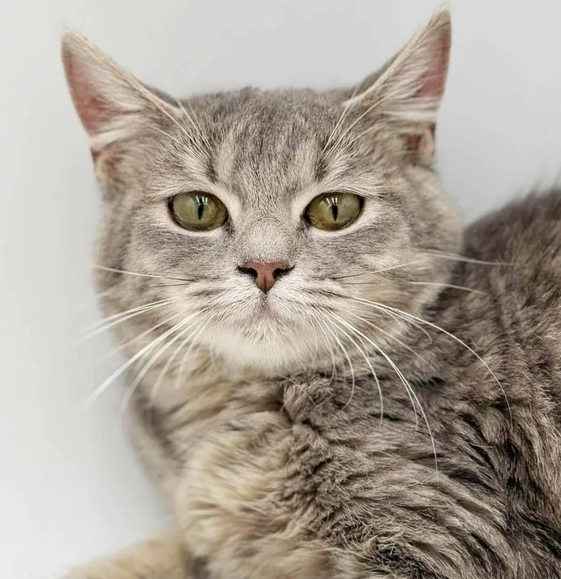 A young medium-sized female Tabby (Gray / Blue / Silver) Tabby cat named Fluffy Is... Well Our for adoption in Bedford Hills, NY