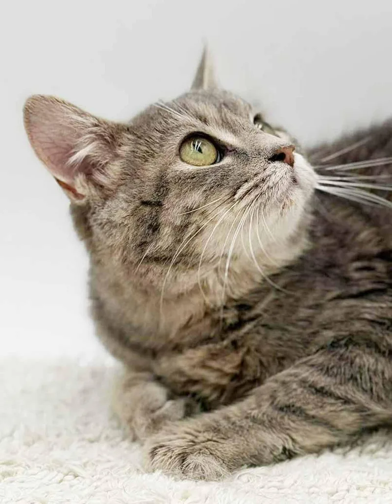 Fluffy Is... Well Our thumbnail 3