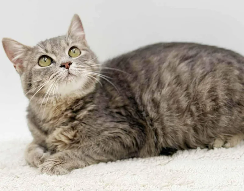 Fluffy Is... Well Our thumbnail 4