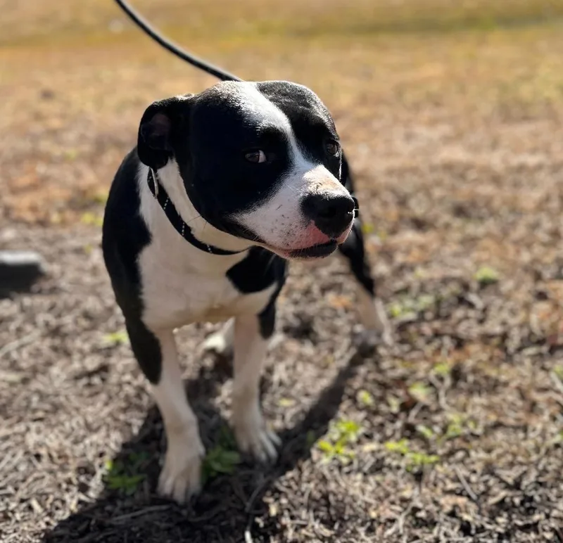 An adult medium-sized female Pit Bull Terrier dog named Daisy for adoption in Woodbine, GA