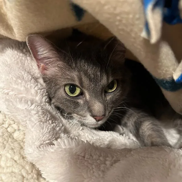 An adult small-sized female Domestic Short Hair cat named Theon for adoption in Centerville, MA
