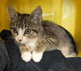 A baby small-sized female Domestic Short Hair cat named CA  Willow for adoption in Glen Allen, VA