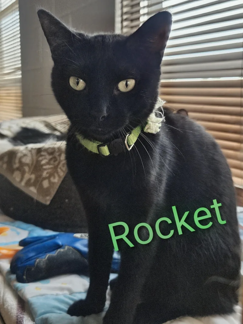A young medium-sized male Black Domestic Short Hair cat named Rocket for adoption in Orange, CA