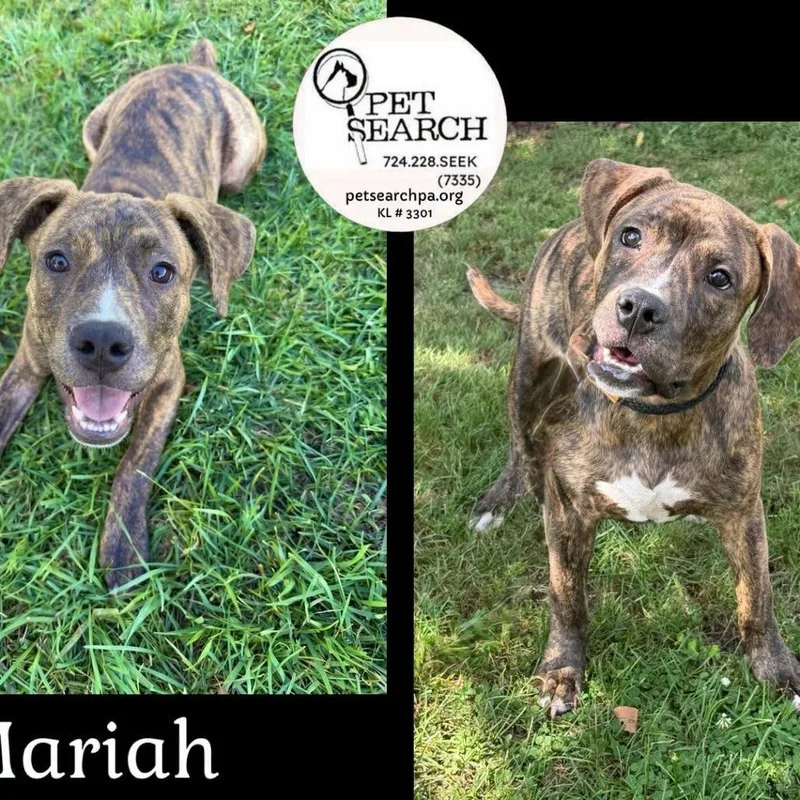 A young medium-sized female Brown / Chocolate American Staffordshire Terrier dog named Mariah for adoption in Washington, PA