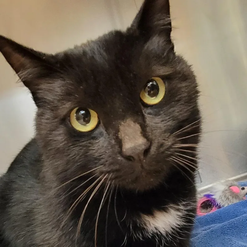 An adult large-sized male Black Domestic Short Hair cat named Fig for adoption in Buellton, CA