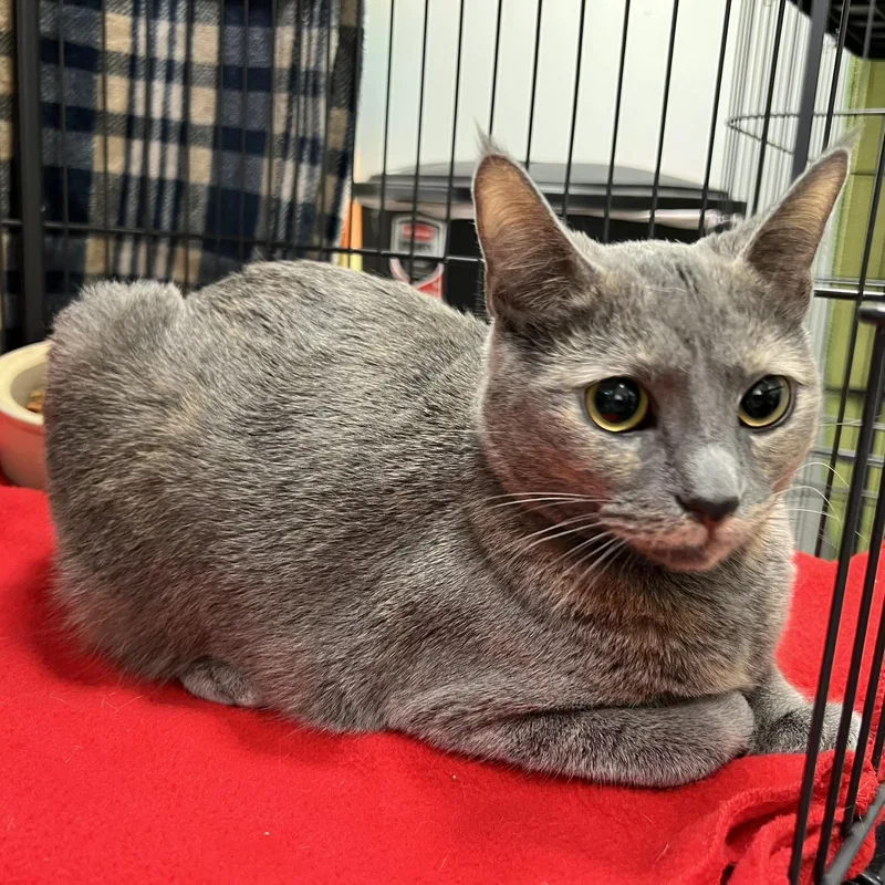A young medium-sized female Dilute Calico Dilute Tortoiseshell cat named Ivy for adoption in Overland Park, KS