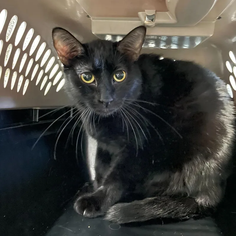 Spam Caller thumbnail 2