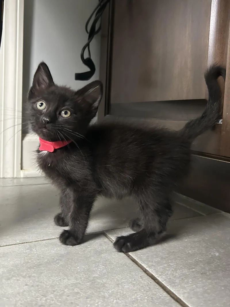 A young large-sized female Black Domestic Short Hair cat named Robin for adoption in Wheeling, IL