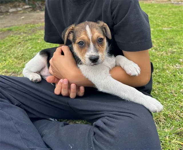 A baby small-sized male Chihuahua dog named Brooky for adoption in Tustin, CA