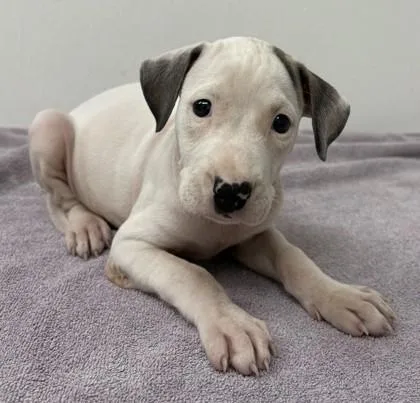 A young large-sized female Pit Bull Terrier dog named Phoebe for adoption in Phoenix, AZ