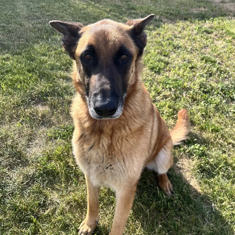 An adult large-sized male Yellow / Tan / Blond / Fawn Shepherd dog named Arlo for adoption in Spokane, WA
