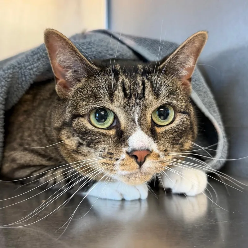 A senior large-sized female Brown / Chocolate Domestic Short Hair cat named Daisy for adoption in Easton, PA
