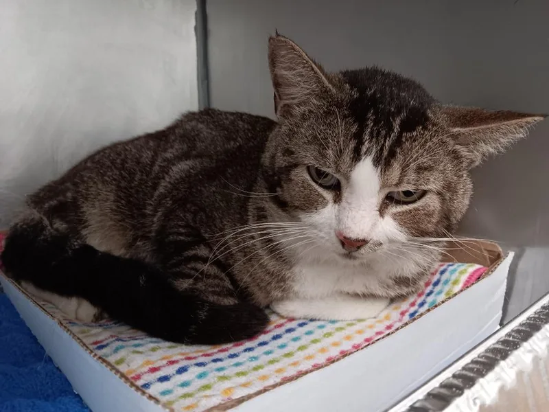 A young large-sized male Domestic Short Hair cat named Trout for adoption in New Braunfels, TX