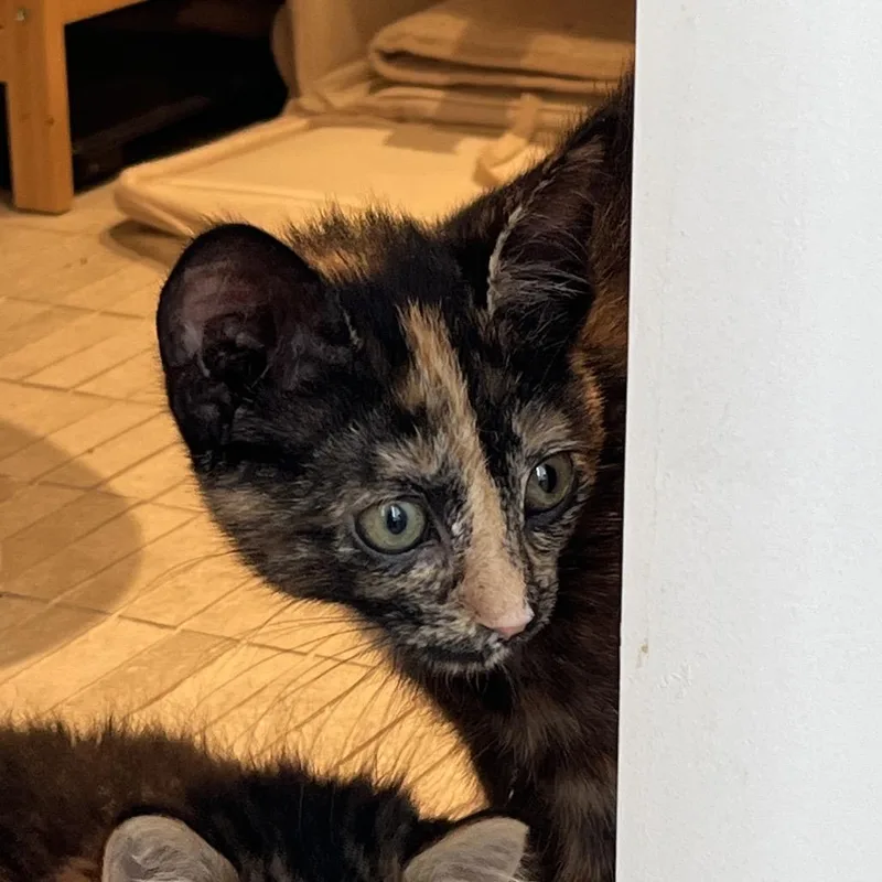 A baby small-sized male Brown / Chocolate Domestic Short Hair cat named Tortoise for adoption in Middle Village, NY
