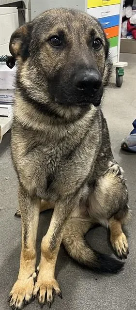 A young large-sized male German Shepherd Dog dog named Gatsby for adoption in Upper Marlboro, MD