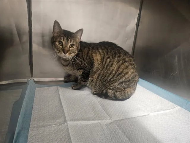 An adult large-sized female Domestic Short Hair cat named Tiffany for adoption in Panama City, FL