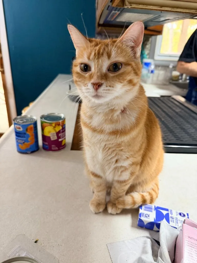 A young medium-sized female Domestic Short Hair cat named Charlie for adoption in Bloomington, IN